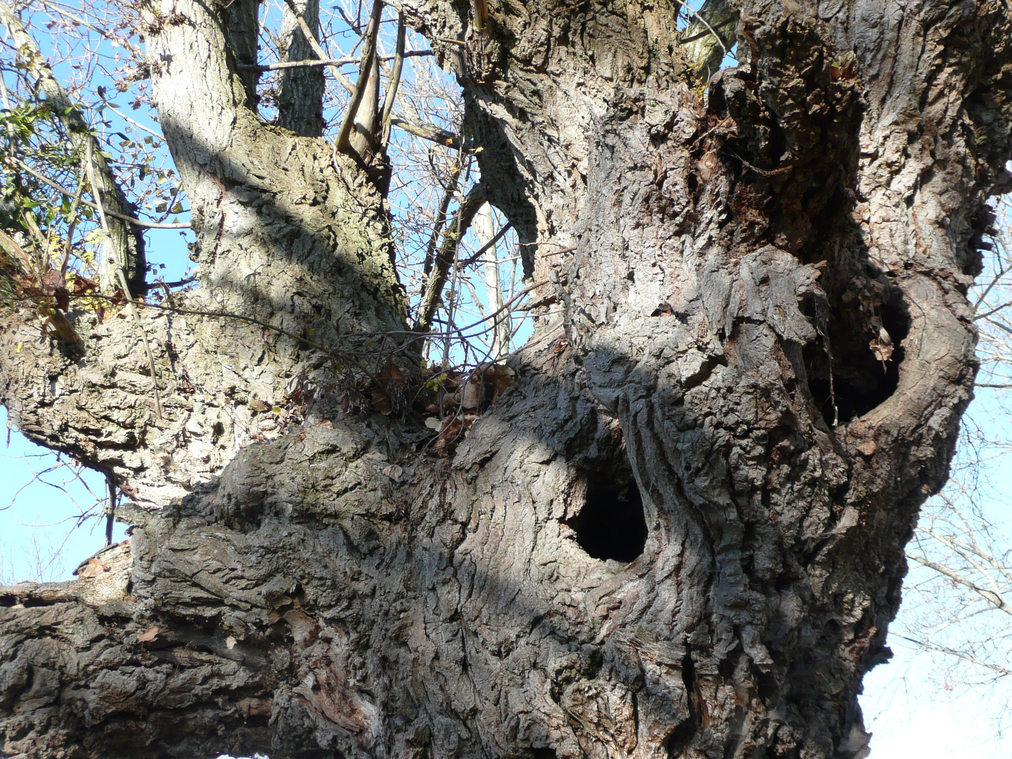 CONFERENCE | Les trognes, arbres paysans aux mille usages